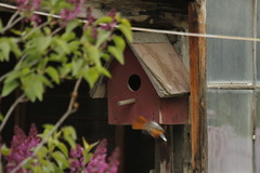 Phoenicurus phoenicurus