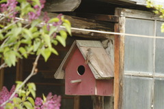 Phoenicurus phoenicurus