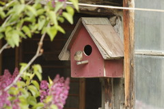 Phoenicurus phoenicurus