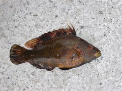 Pteragogus aurigarius