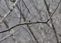 Aegithalos fuliginosus