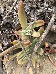 Dudleya farinosa