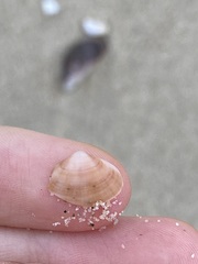 Mactra pusilla