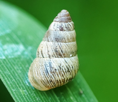 Cochlicella acuta