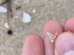 Leiopyrga lineolaris