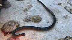 Laticauda semifasciata