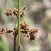 California Bulrush - Photo (c) Tina Reimer, some rights reserved (CC BY-NC), uploaded by Tina Reimer
