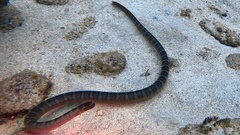 Laticauda semifasciata