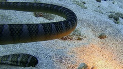 Laticauda semifasciata