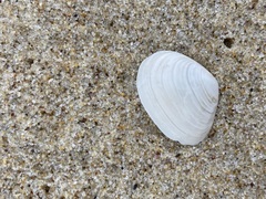 Macomona deltoidalis