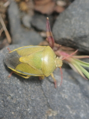 Piezodorus lituratus