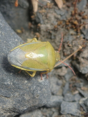 Piezodorus lituratus