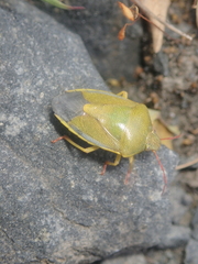 Piezodorus lituratus