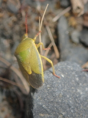 Piezodorus lituratus