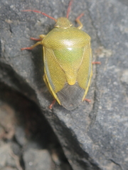 Piezodorus lituratus