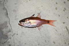 Black-Tipped Cardinal-Fish photo 3