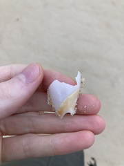 Ancillista velesiana