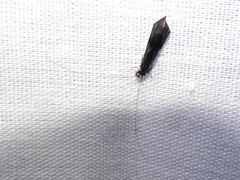 Mystacides azureus