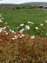 Saxifraga hypnoides
