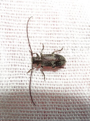 Exocentrus adspersus