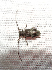 Exocentrus adspersus