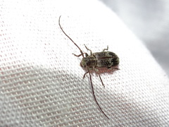 Exocentrus adspersus