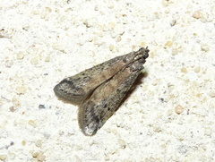 Ephestia elutella