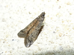 Ephestia elutella