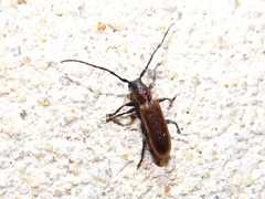 Anaesthetis testacea