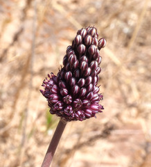 Allium curtum