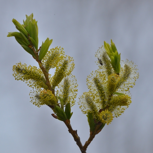 Image of Salix udensis by (c) Валерия Ковалева, some rights reserved (CC BY)