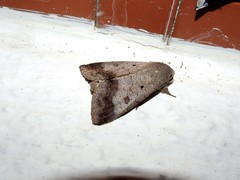 Pandesma quenavadi