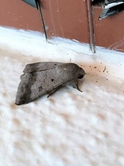 Pandesma quenavadi