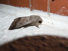 Pandesma quenavadi
