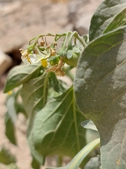 Solanum nigrum