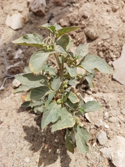 Solanum nigrum