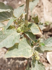 Solanum nigrum
