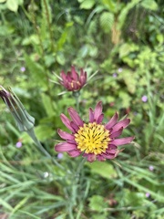 Tragopogon mirabilis
