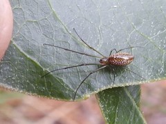 Mesida argentiopunctata
