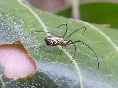 Mesida argentiopunctata