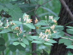 Lonicera × muendeniensis