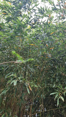 Phyllostachys vivax