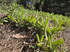 Carpobrotus acinaciformis