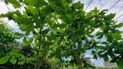 Magnolia officinalis