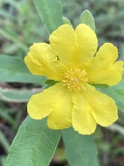 Hibbertia pholidota