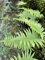 Polypodiodes amoena