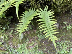 Polypodiodes amoena
