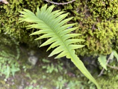 Polypodiodes amoena