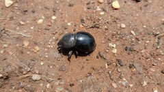 Ocnodes