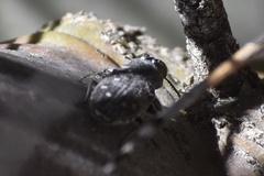 Chrysobothris octocola